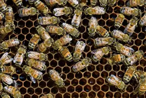 Busy Prints: Western honeybee (Apis mellifera)- worker bees and brood chambers