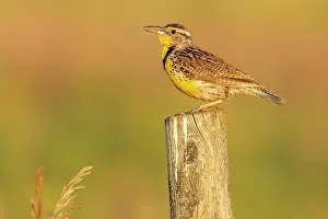 Melita Prints: Western Meadowlark (Sturnella neglecta) on fence post, Melita, Manitoba, Canada