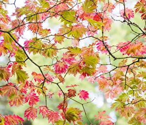 Gloucestershire Prints: Westonbirt Arboretum in autumn, Gloucestershire, UK