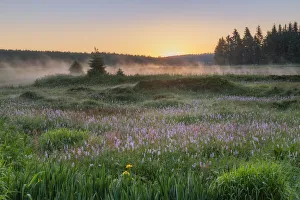Wet meadow with blooming Bistort (Bistorta officinalis), Erzgebirge, Ore Mountains Wet meadow with blooming Bistort (Bistorta officinalis), Erzgebirge, Ore Mountains