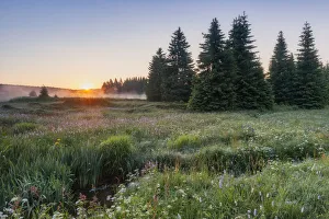 Sachsen Prints: Wet meadow with blooming wild flowers, Erzgebirge, Ore Mountains, Saxony, Germany, Europe