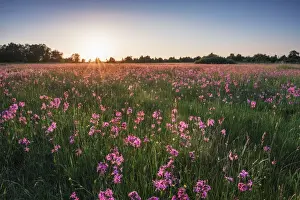Lilac Prints: Wet meadow with Ragged Robin (Lychnis flos-cuculi) in the Bavarian Rhoen