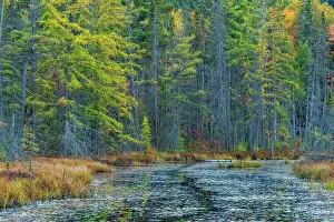 Tamarack Prints: Wetland in Algonquin Provincial Park, Ontario, Canada