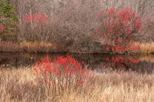 Shrubs Prints: Wetland in autumn with cranberries, Alger County, Michigan, USA