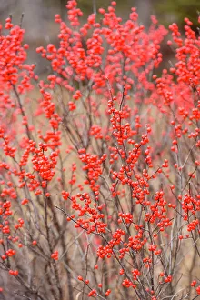Fresh Water Prints: Wetland in autumn with cranberries, Alger County, Michigan, USA