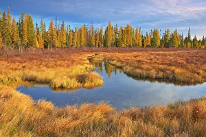 Wawa Prints: Wetland in autumn Near Wawa, Ontario, Canada