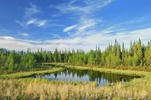 Evergreen Prints: Wetland and boreal forest Near Yellowknife Northwest Territories, Canada