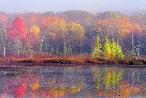 Autumn Color Prints: Wetland on Horseshoe Lake in Autumn, Muskoka, Ontario, Canada
