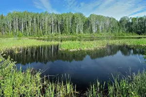 Provinces Prints: Wetland near the Yukon border Stewart Cassiar Highway near Yukon border British Columbia Canada