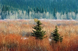 Images Dated 20th April 2023: Wetland at Vermillion Lakes. Banff National Park, Banff National Park, Alberta, Canada