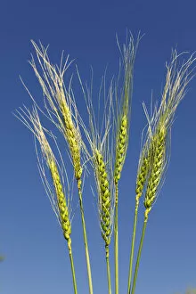 Images Dated 24th May 2013: Wheat