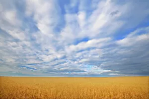 Agribusiness Gallery: Wheat crop and clouds Grande Prairie Alberta, Canada
