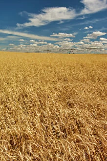 Province Collection: Wheat crop being irrigated. Medicine Hat, Alberta, Canada