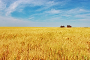 Wheat Prints: Wheat crop and wooden graineries Champion, Alberta, Canada