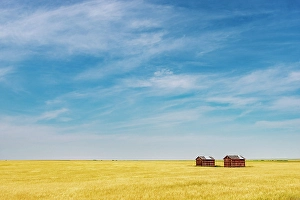 Wheat Prints: Wheat crop and wooden graineries Champion, Alberta, Canada