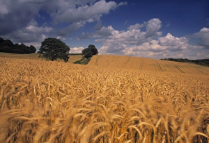 North Downs Prints: Wheat field