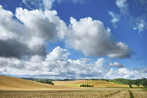 Corn Prints: Wheat field with corn poppy - United Kingdom, England, Northumberland, Cornhill-on-Tweed