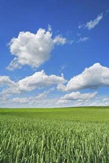 Cloud Gallery: Wheat field and cumulonimbus clouds - Germany, Bavaria, Upper Bavaria, Freising
