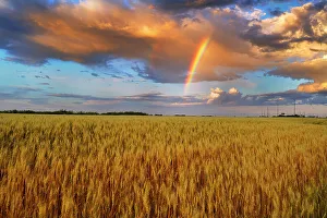 Manitoba Prints: Wheat field and rainbow after storm Lorette, Manitoba, Canada