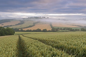 Wheat Field Prints: Wheat field and rolling countryside at dawn, Devon, England. Summer (July)
