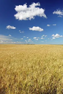 Wheat field Rosenhof Saskatchewan, Canada