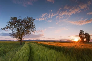 Grain Prints: Wheat field at sunset, Foligno, Umbria, Italy