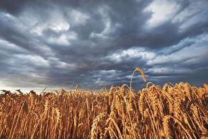 Munich Gallery: Wheat field and thunderstorm clouds - Germany, Bavaria, Upper Bavaria, Munich