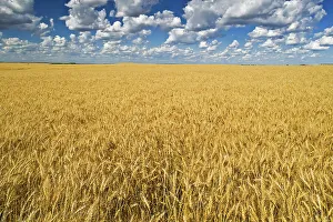 Industry Prints: Wheat field Trochu, Alberta, Canada