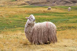 Cusco Prints: White Alpaca with long hair at meadow, Pitumarca District, Cusco Region, Peru
