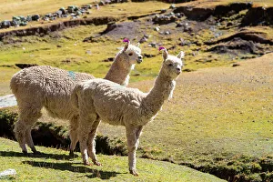Cusco Prints: White Alpacas at meadow, Pitumarca District, Cusco Region, Peru