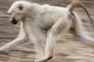 Images Dated 2nd August 2013: White baboon running, Tarangire, Tanzania