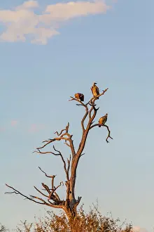 Vultures Prints: White backed vultures, Makgadikgadi Pans National Park