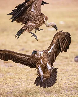 Kalahari Prints: White Backed Vultures, Makgadikgadi Salt Pans, Botswana