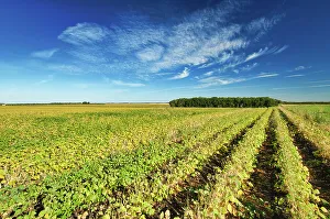 White beans Treherne, Manitoba, Canada