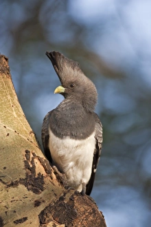 African Bird Gallery: A White-bellied Go-away-bird