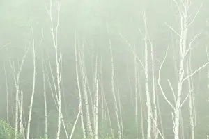 Central Canada Prints: White birch trees (Betula papyrifera) in fog Rossport, Ontario, Canada