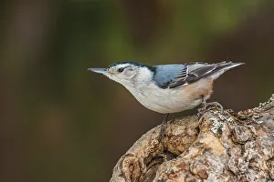 White Breasted Nuthatch Prints: White-breasted Nuthatch (Sitta carolinensis), Ontario, Canada