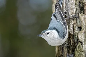 Photography Prints: White-breasted Nuthatch (Sitta carolinensis), Thornton, Ontario, Canada