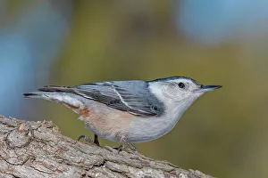 White Breasted Nuthatch Prints: White-breasted Nuthatch (Sitta carolinensis), Ontario, Canada