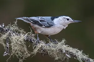 Simcoe County Prints: White-breasted Nuthatch (Sitta carolinensis), Ontario, Canada