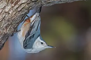 Thornton Prints: White-breasted Nuthatch (Sitta carolinensis), Thornton, Ontario, Canada