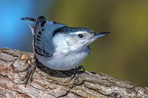 Thornton Prints: White-breasted Nuthatch (Sitta carolinensis), Thornton, Ontario, Canada