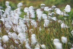 White cottongrass - Greenland, Qaasuitsup, Ilulissat, Jakobshavn - Diskobay