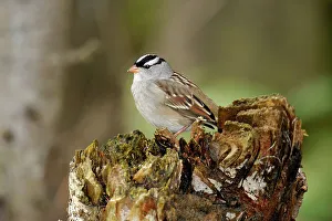 Seasonal Resident Prints: White-crowned Sparrow (Zonotrichia leucophrys), Algonquin Prov. Park, Ontario, Canada