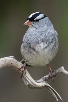 Sparrow Prints: White-crowned Sparrow (Zonotrichia leucophrys), Thornton, Ontario, Canada