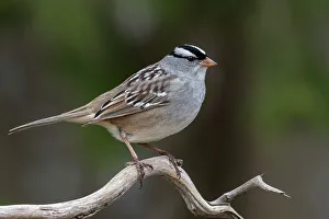 Sparrow Prints: White-crowned Sparrow (Zonotrichia leucophrys), Ontario, Canada
