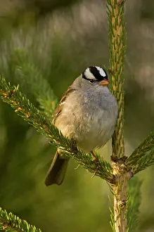 Seasonal Resident Prints: White-crowned sparrow (Zonotrichia leucophrys) Spring migrant singing in spruce tree
