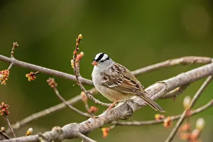 Migrants Prints: White-crowned sparrow (Zonotrichia leucophyrs), Greater Sudbury, Ontario, Canada