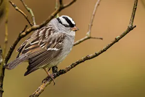 Migrants Prints: White-crowned sparrow (Zonotrichia leucophyrs), Greater Sudbury, Ontario, Canada