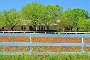 Borders Prints: White fence and spring wildflowers, Hwy 97 near Stockdale, Texas, USA